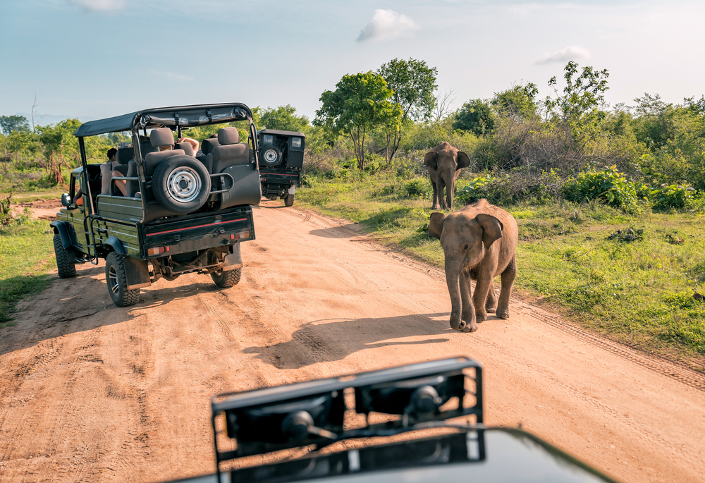 experience-safari.jpg